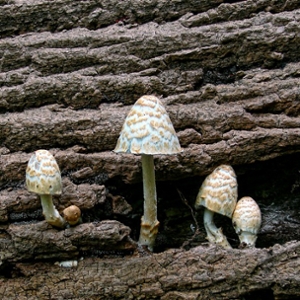 Turkey Run State Park Mushrooms